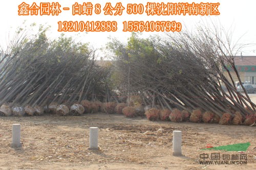 供應(yīng)惠民8公分白蠟8000株、惠民8公分白蠟價(jià)格
