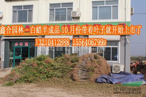 供應(yīng)白蠟實生苗400萬、惠民白蠟實生小苗基地、惠民實生小苗價