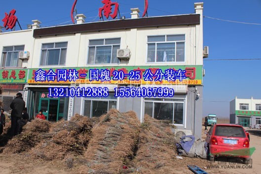 供應(yīng)白蠟實生苗400萬、惠民白蠟實生小苗基地、惠民實生小苗價