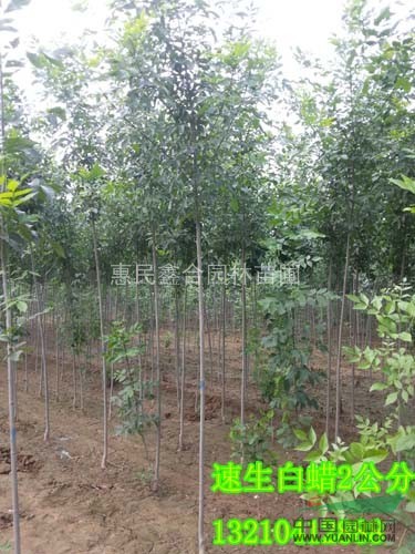 山東速生白蠟供應(yīng)商、供應(yīng)速生白蠟小苗400萬株