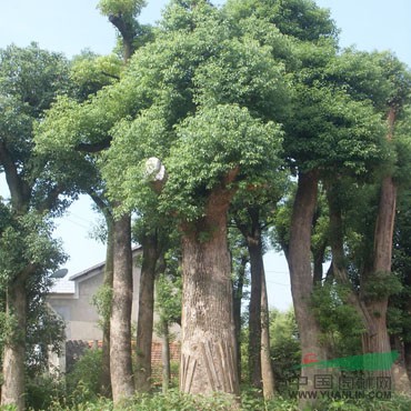 基地直销香樟 直径6-42厘米 供应绿化苗木 工程乔木
