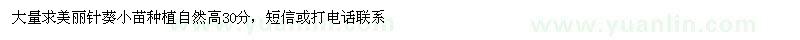 求購美麗針葵小苗