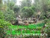 大量批發(fā) 金桂 丹桂 朱砂桂 四季桂 嫁接 誠信供應(yīng)各種桂花