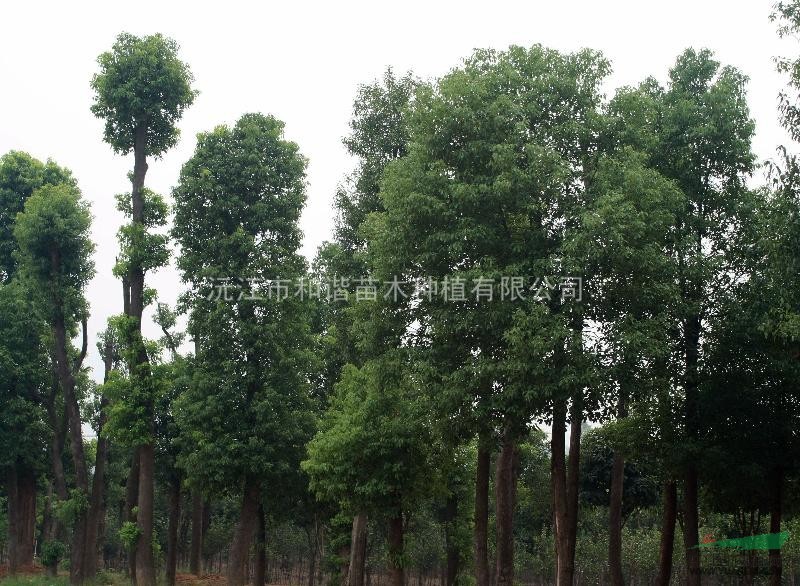 香樟價格調(diào)整 湖南地區(qū)  供應(yīng)香樟苗 各種規(guī)格香樟樹