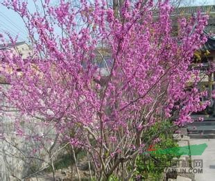 江蘇紫荊 沭陽紫荊 叢生紫荊