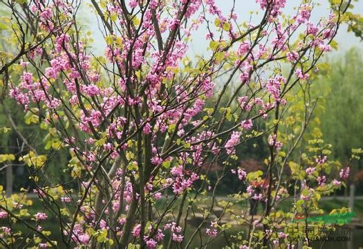 江蘇紫荊 沭陽紫荊 叢生紫荊