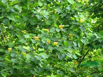 江蘇馬褂木 沭陽(yáng)馬褂木