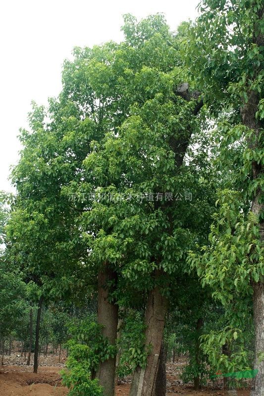 香樟供應(yīng)  價格從優(yōu) 湖南地區(qū)  