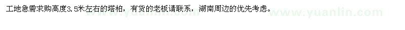 求購(gòu)高度3.5米左右塔柏