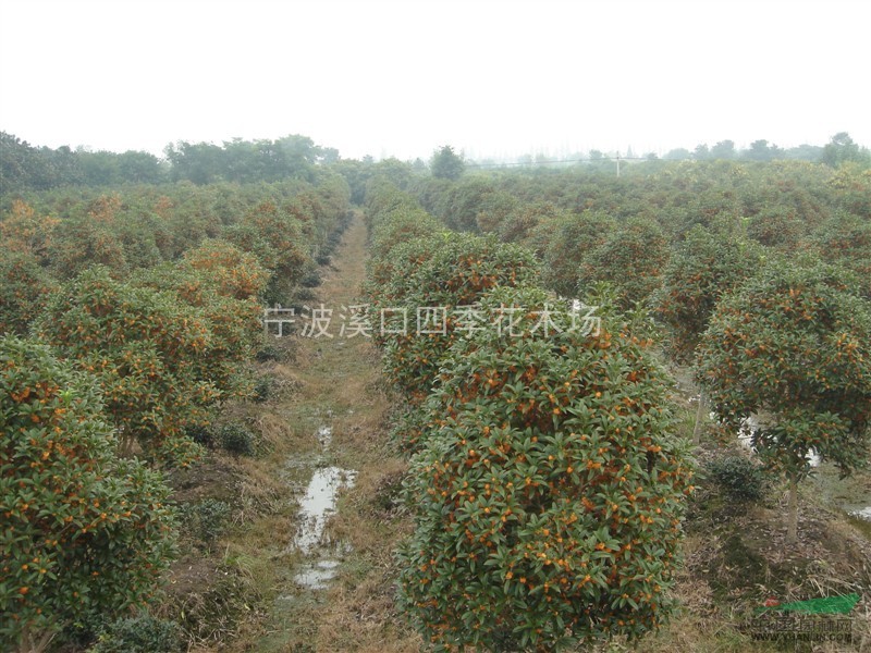 精品狀元紅丹桂