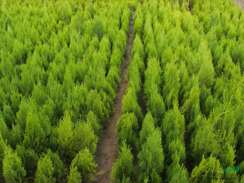 灑金柏栽植密度