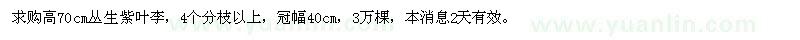 求購高70公分叢生紫葉李