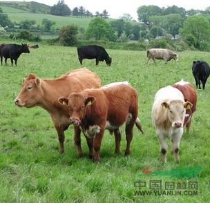 供應(yīng)進(jìn)口麥草種子，一年生黑麥草種子，黑麥草種子