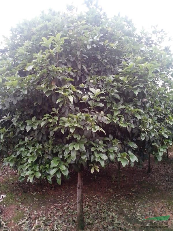 长沙新花篮苗木长期供应4-20公分桂花