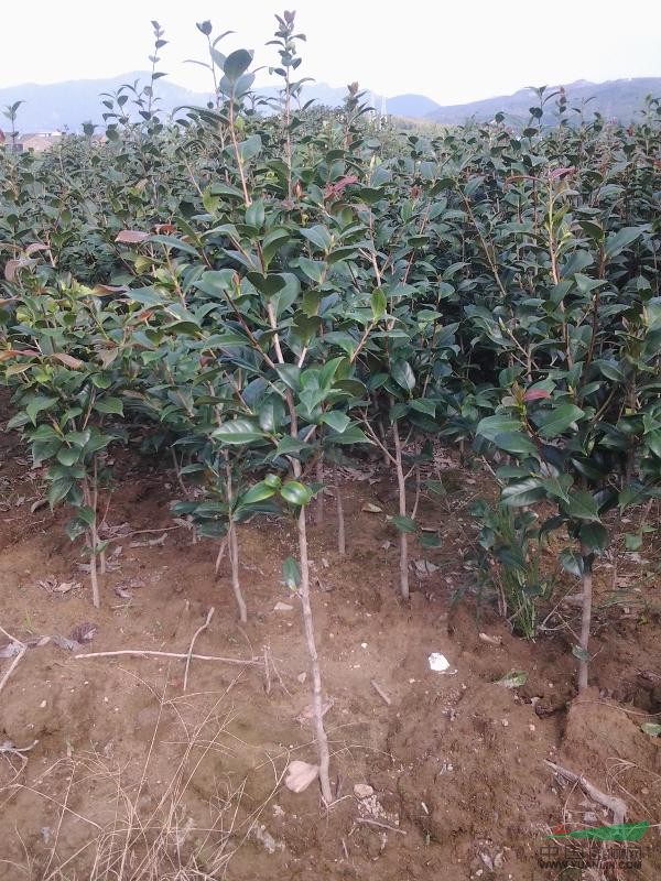 供應耐冬茶花各類規(guī)格