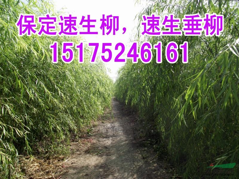 速生柳、速生垂柳，河北保定優(yōu)質(zhì)速生柳供應(yīng)