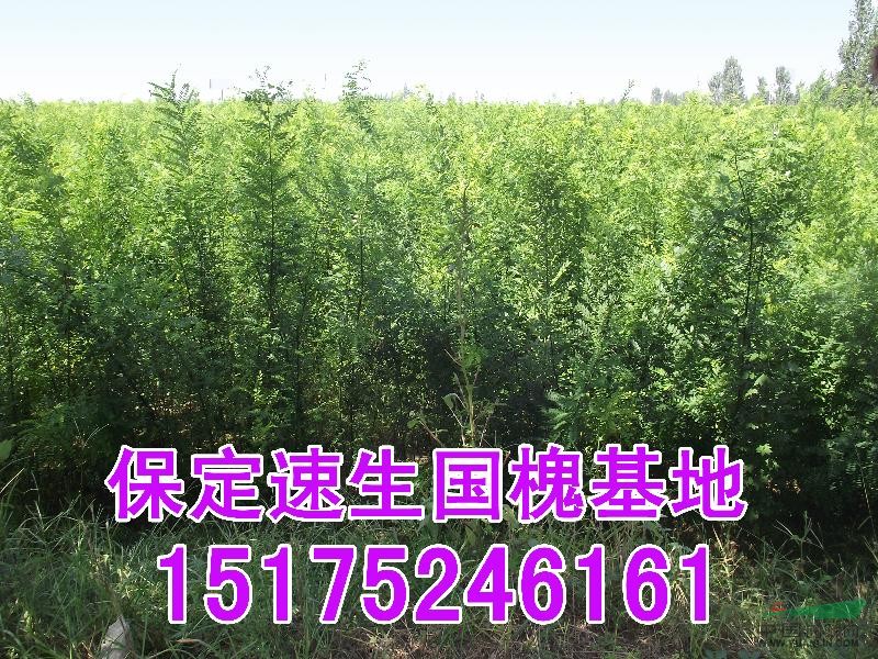 速生柳的特征，河北速生柳習(xí)性