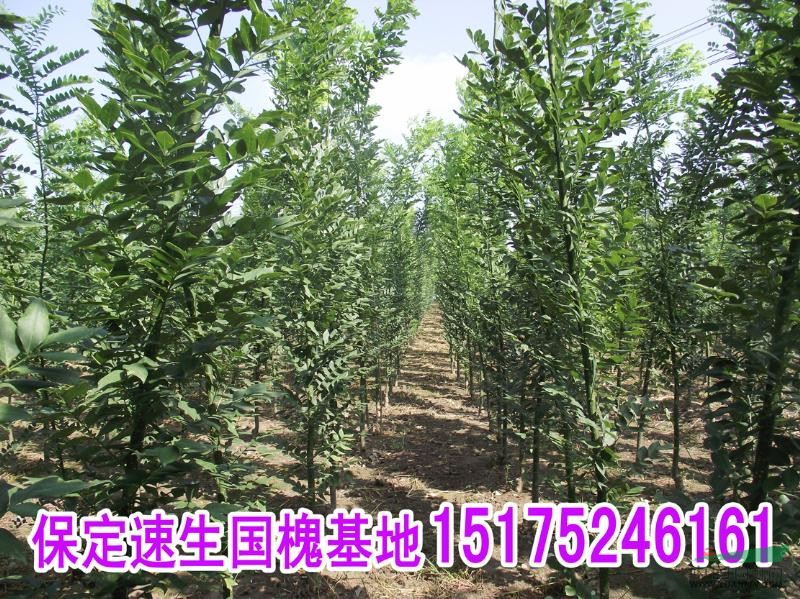速生國槐圖片展示，河北保定2-3cm速生國槐基地