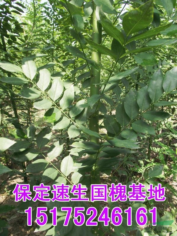 速生國槐圖片展示，河北保定2-3cm速生國槐基地