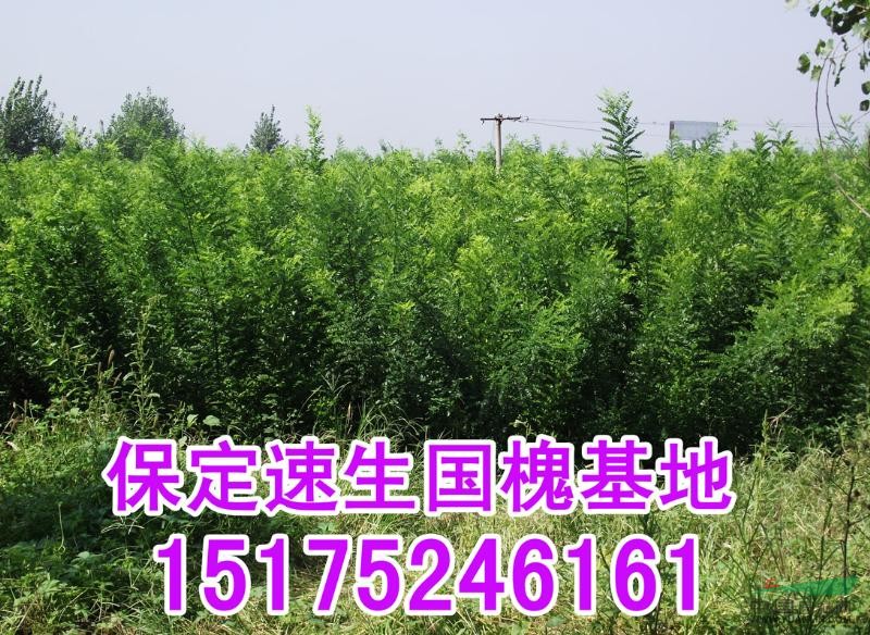 河北速生國(guó)槐，優(yōu)質(zhì)速生國(guó)槐、速生柳供應(yīng)商