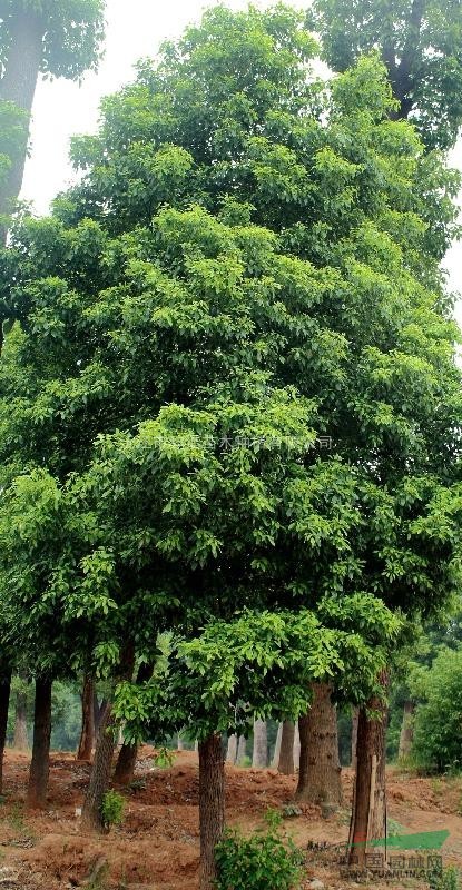 香樟供應(yīng) 湖南香樟價格更新  歡迎訂購