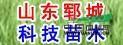 15公分黃皮柳樹價(jià)格垂柳價(jià)格