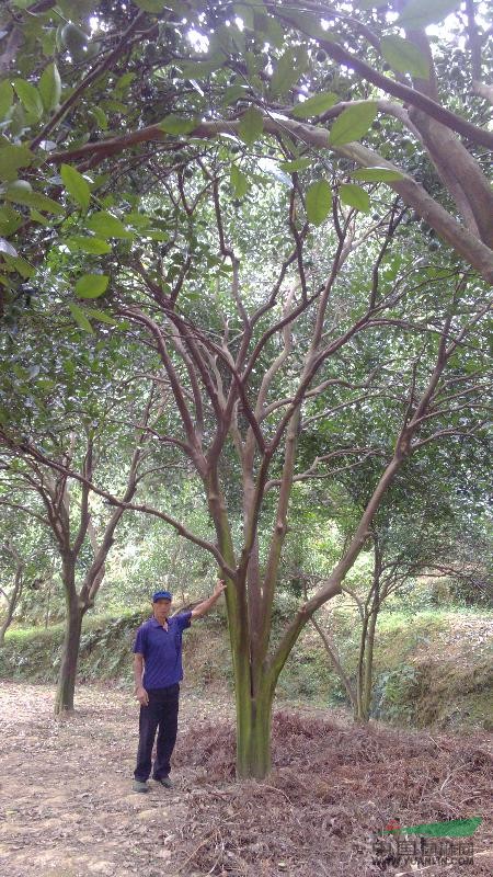 实生胡柚树6-7米