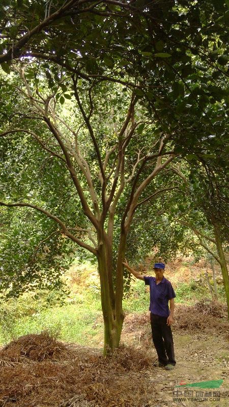 实生胡柚树6-7米
