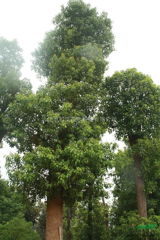 湖南地區(qū) 香樟低價供應(yīng) 薄利多銷 歡迎訂購