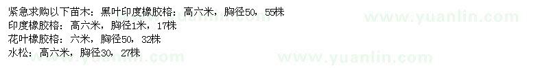 求購(gòu)黑葉印度橡膠榕、印度橡膠榕、花葉橡膠榕