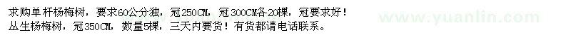 求購楊梅樹
