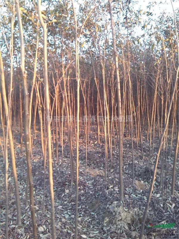 江苏句容对外大量出售自育朴树、栾树、红榉小苗
