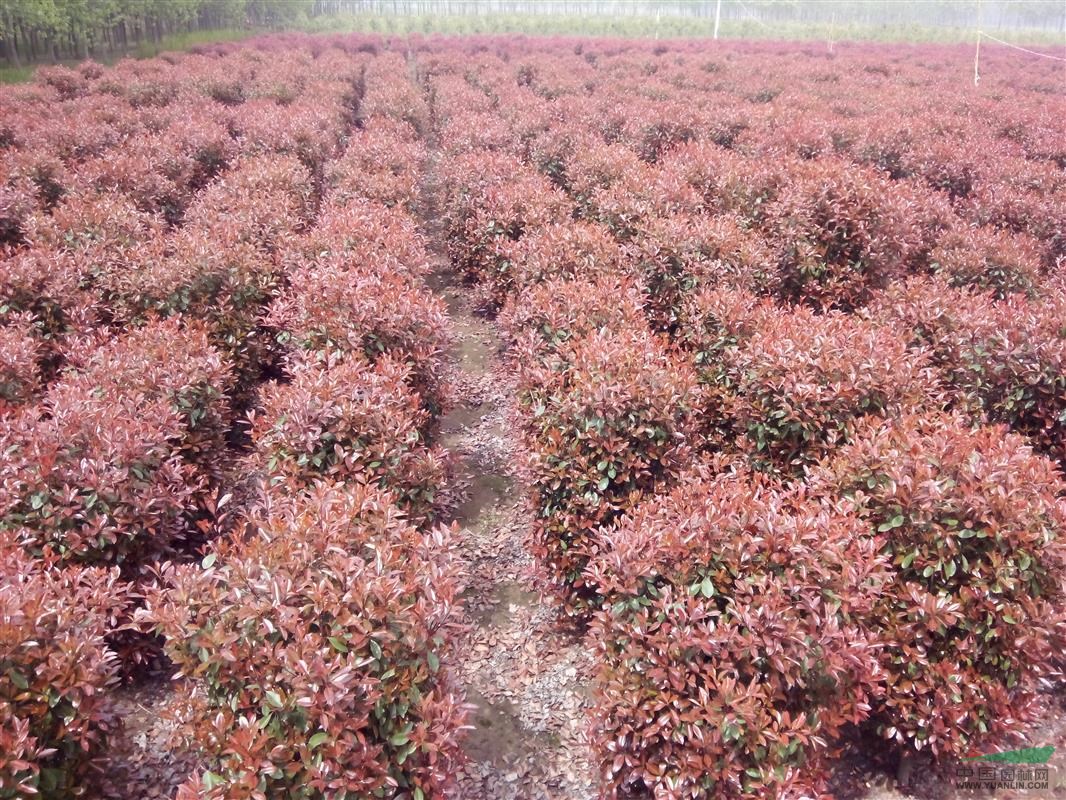 紅葉石楠柱