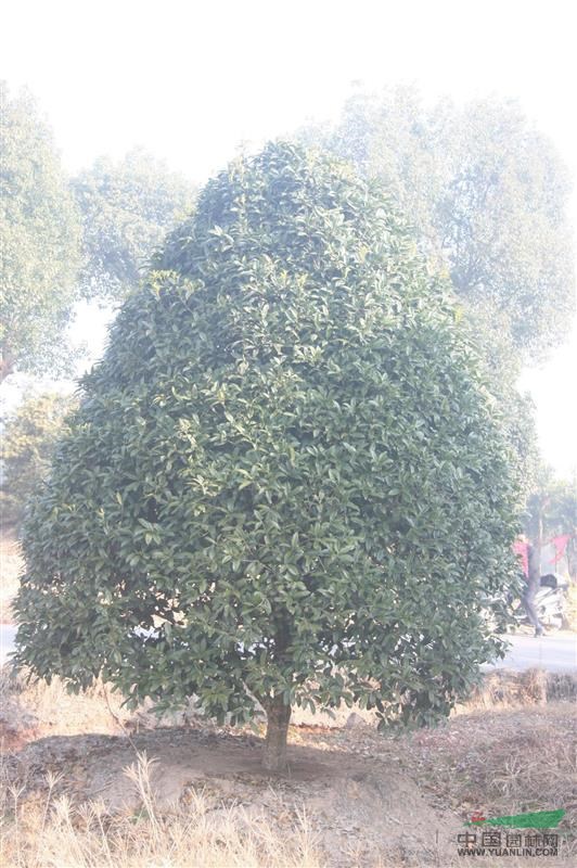 桂花2最新價格
