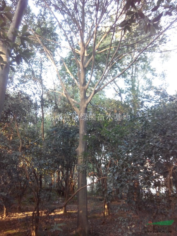 湖南紅果冬青最新價(jià)格/湖南紅果冬青報(bào)價(jià)