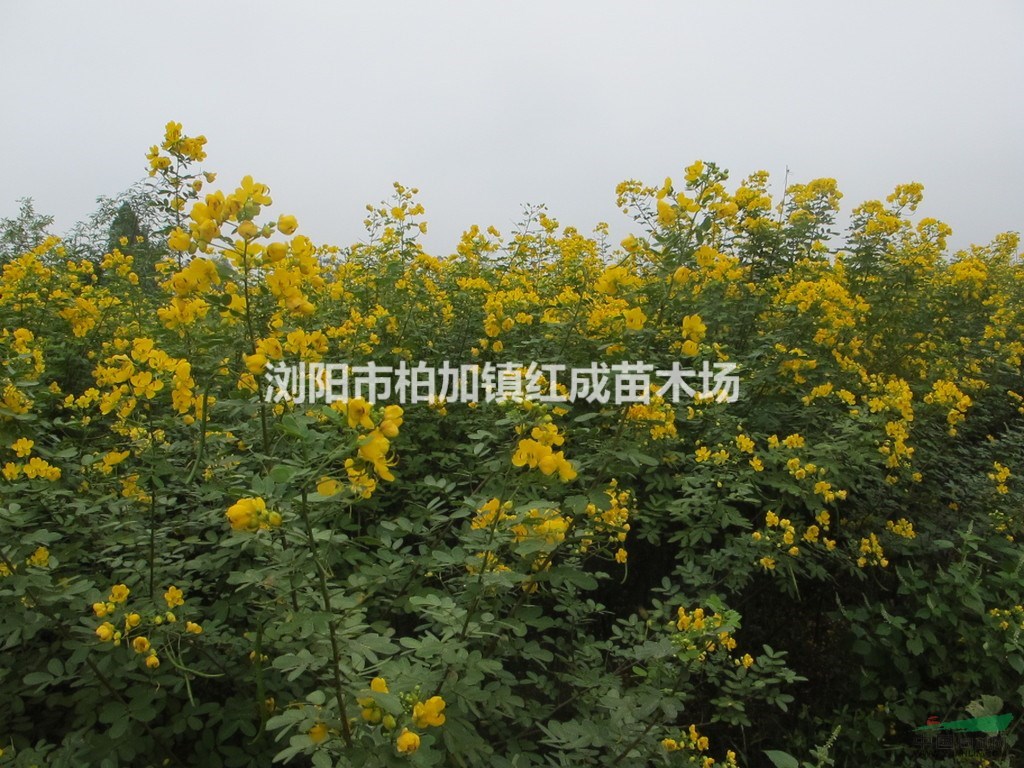 湖南黃花槐樹，3-4-5-6-8-10公分黃花槐樹價(jià)格