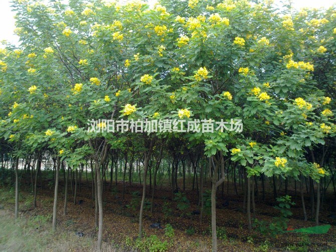 湖南黃花槐樹，3-4-5-6-8-10公分黃花槐樹價(jià)格