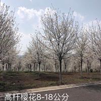 高桿 櫻花價(jià)格 浙江櫻花 嵊州櫻花