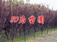 紅葉李 紅葉李的價(jià)格