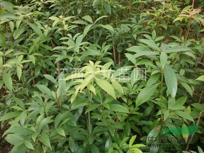 楨楠苗基地，楨楠苗供應(yīng)，小葉楨楠苗
