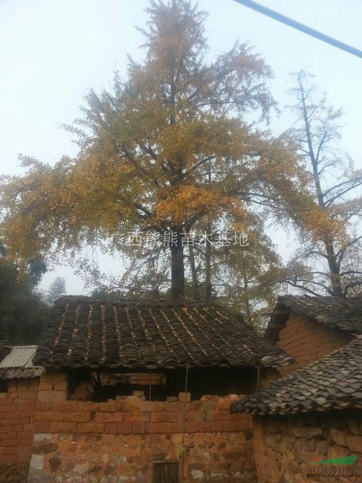 供應(yīng)銀杏 銀杏價(jià)格