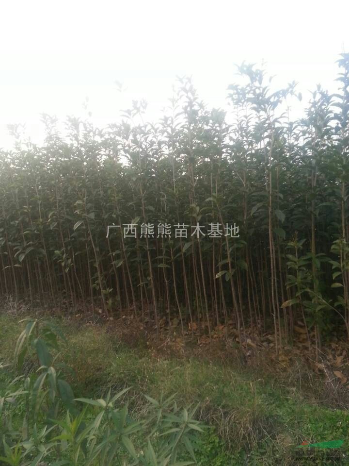 供應桂花苗 桂花苗價格