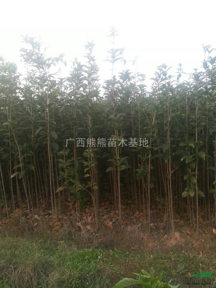 供應桂花苗 桂花苗價格