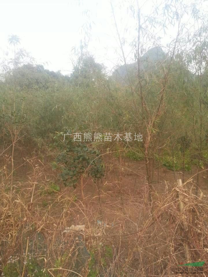 供應(yīng)楊柳 楊柳照片
