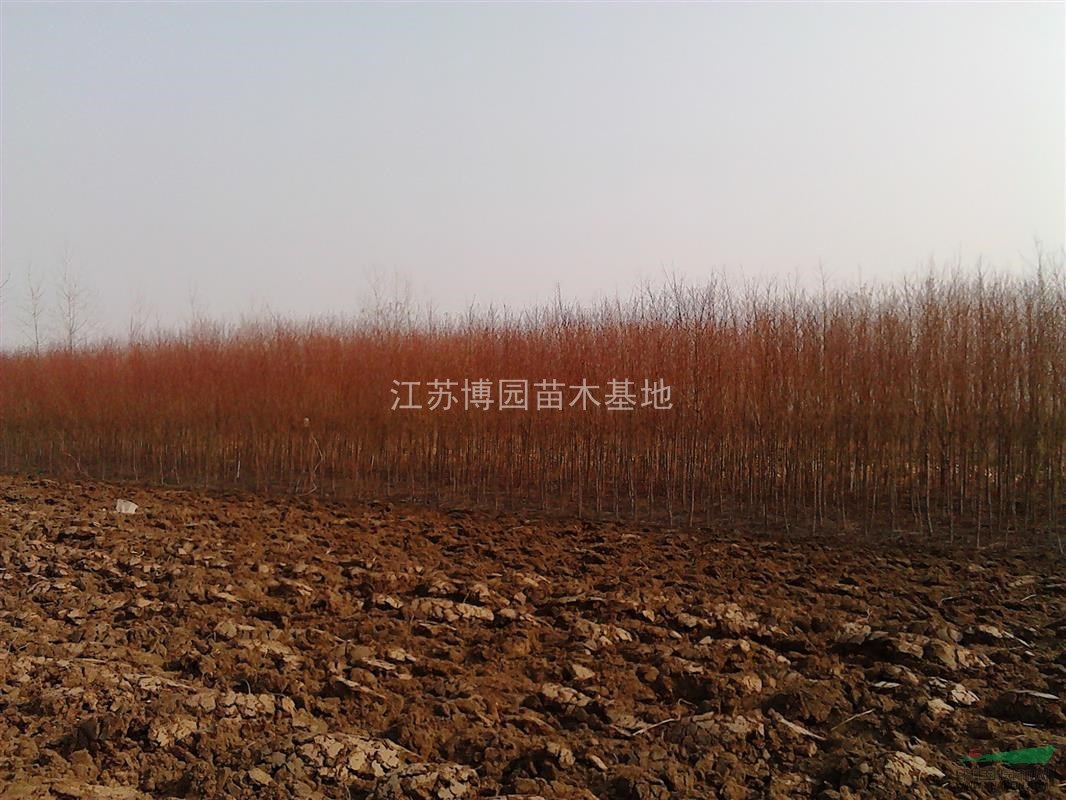 桃樹苗