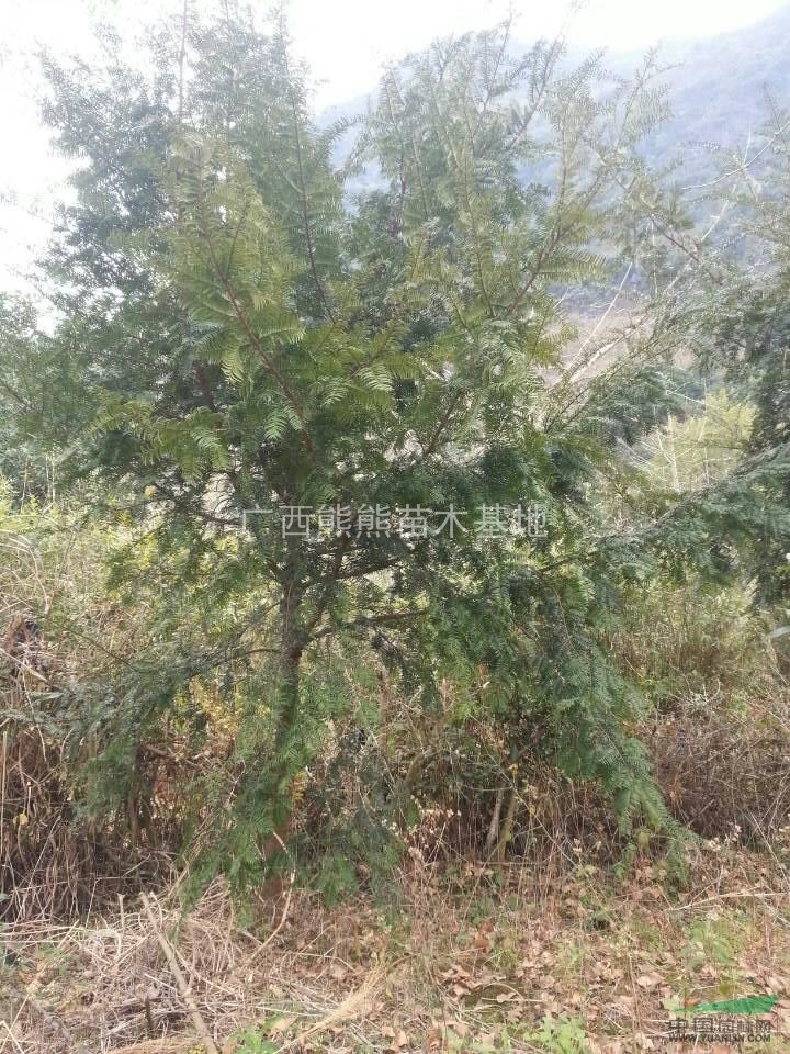 紅豆杉 紅豆杉價格