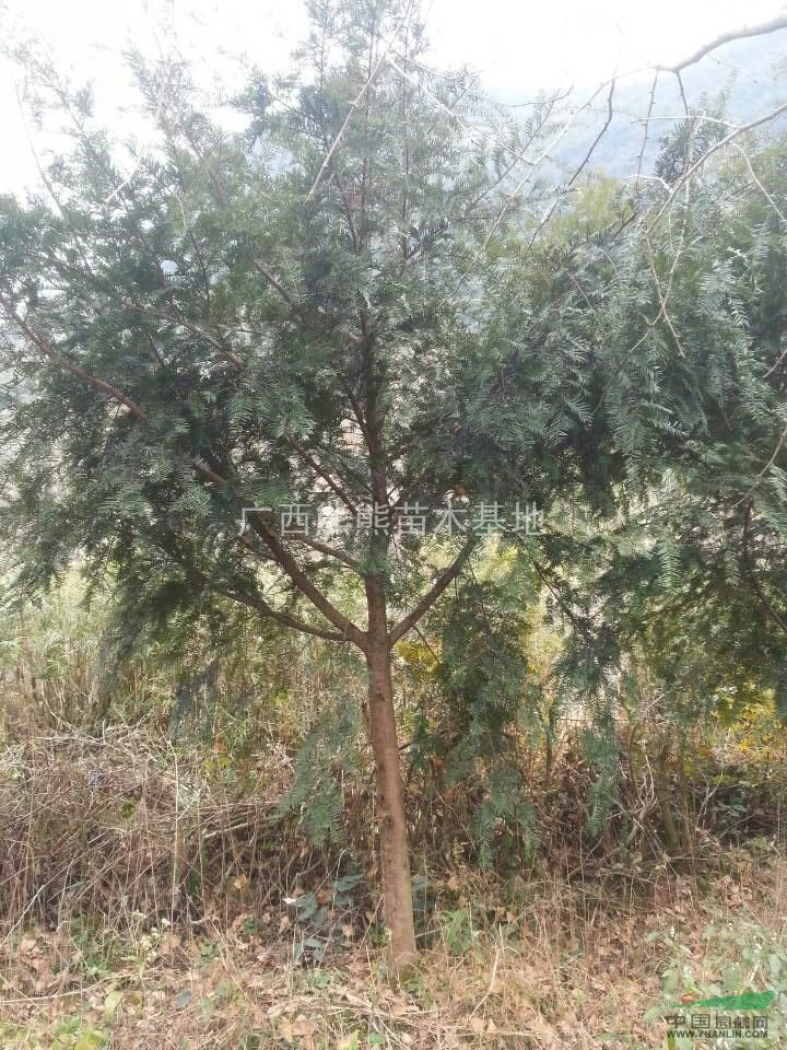 紅豆杉 紅豆杉價格