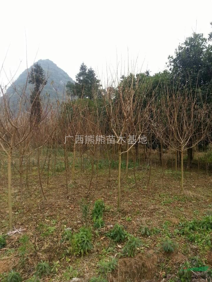 紫薇 紫薇最新價(jià)格