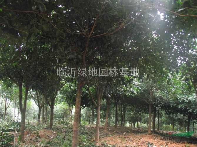 桂花8-30