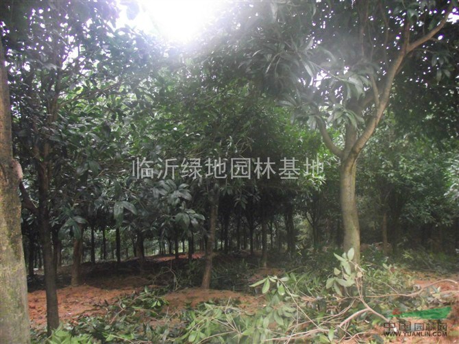 桂花8-30